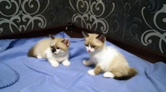 Мачка раса снег-shu (слика): мачка аристократија во орев тонови